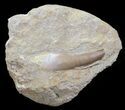 Fossil Plesiosaur (Zarafasaura) Tooth In Rock #61113-1
